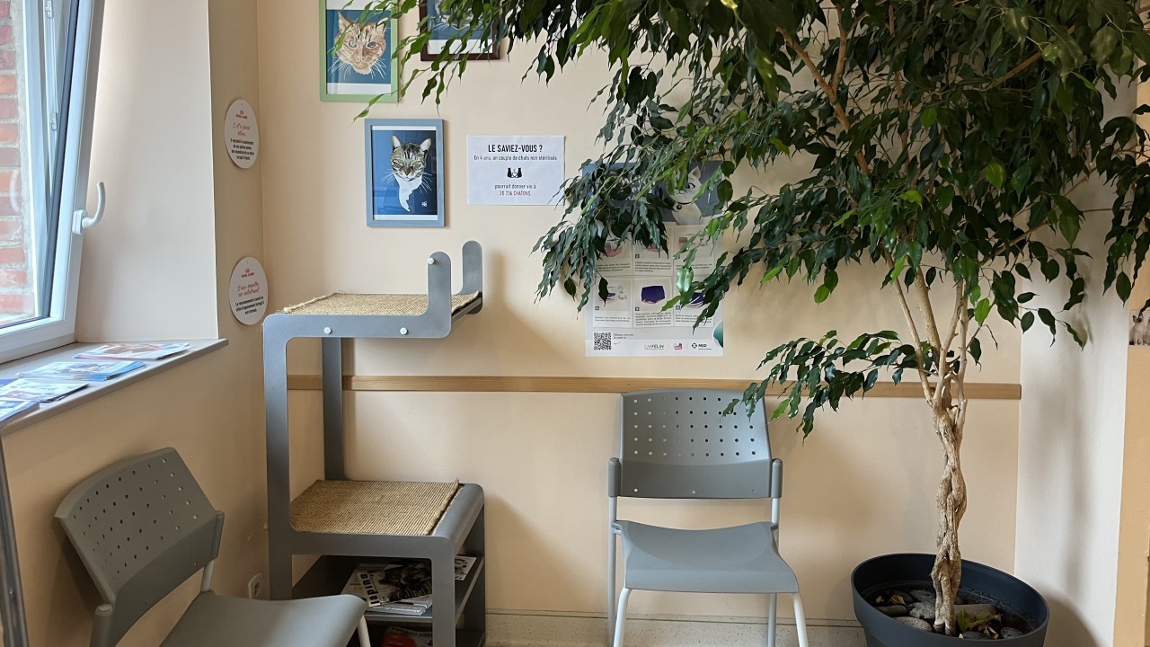 Espace d'attente chat